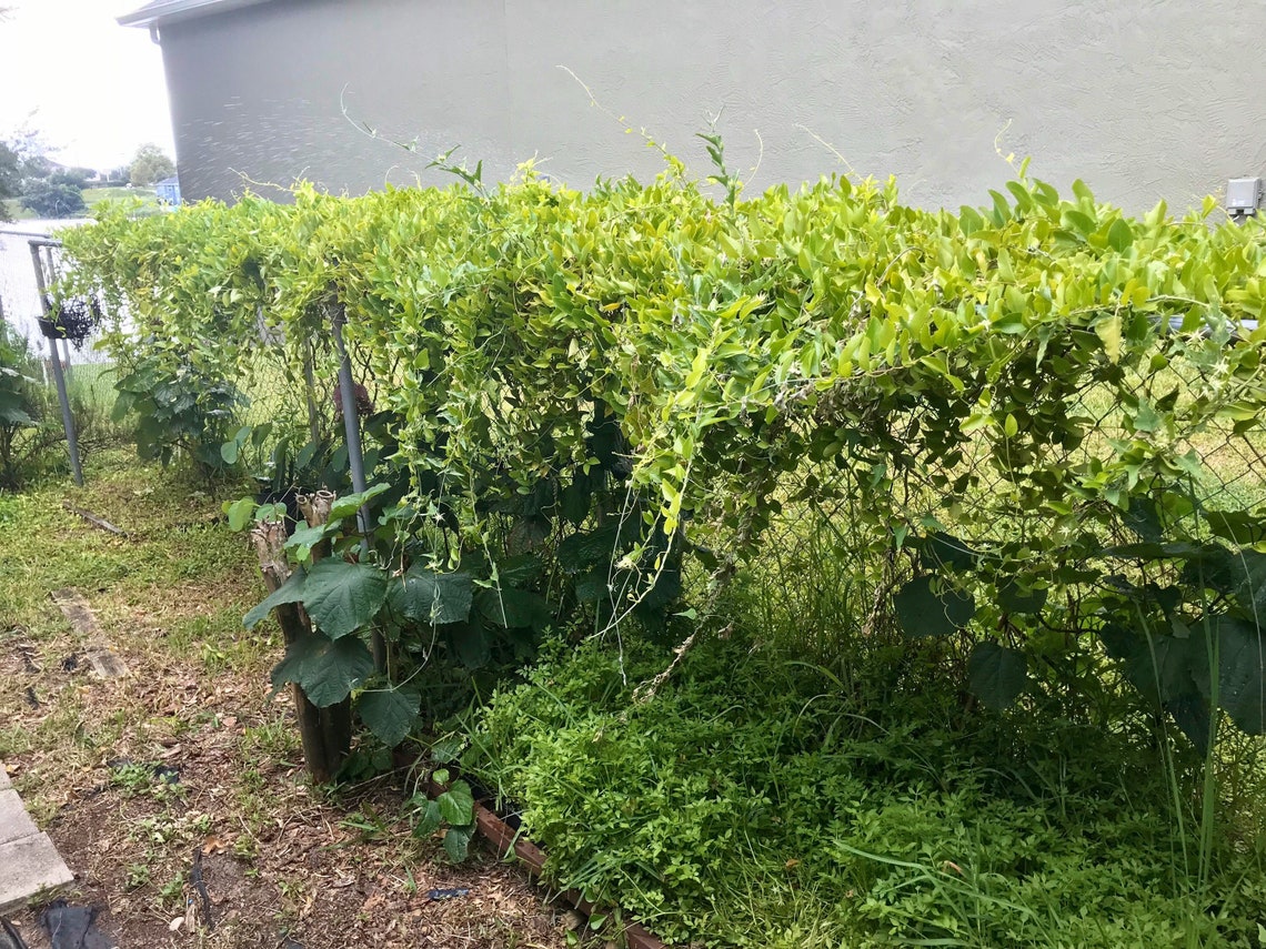 Grass jelly vineNatural jellyTiliacora triandraSương Sâm4 Etsy