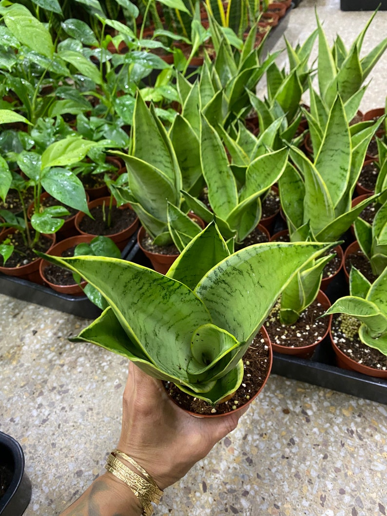 night owl snake plant night owl snake plant