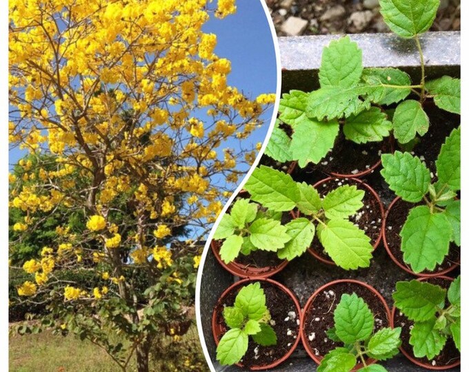 Tabebuia Aureagolden Trumpet Treetree of Goldlive Plants yellow