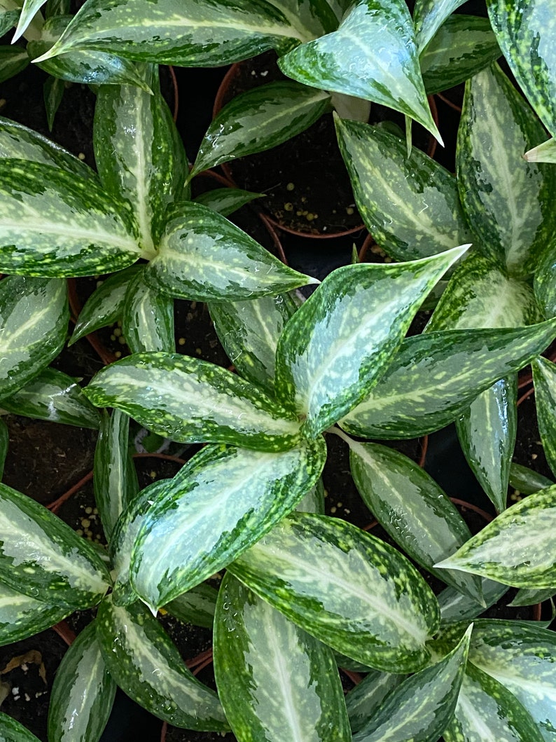  White  Rain  Variegated Aglaonema  live Tropical plant USA Etsy