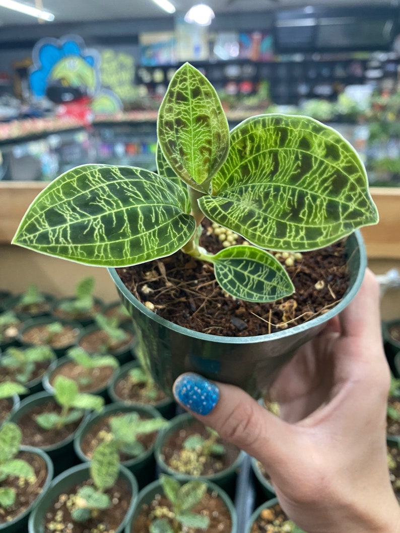 Lightning Jewel Orchid Macodes Petola Jewel Orchid Live Etsy