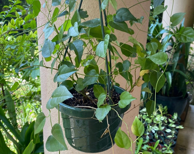 Grass Jelly Vinenatural Jellytiliacora Triandrasương Sâm8 Etsy