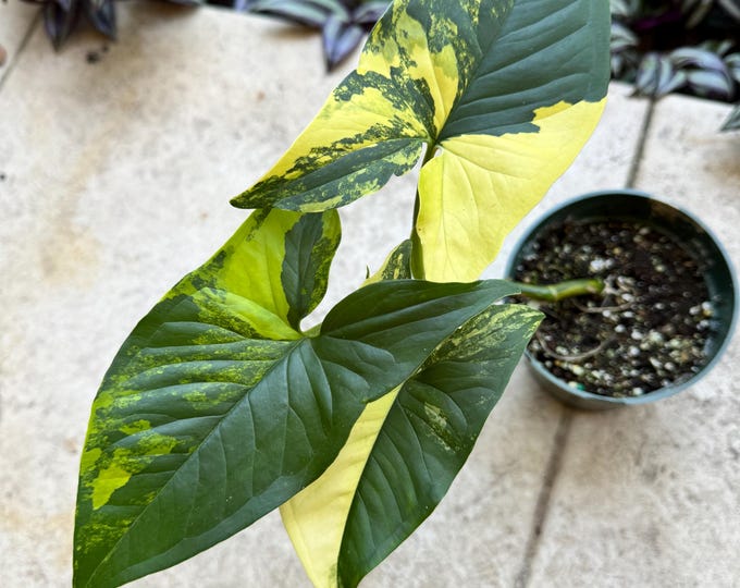 Variegated Syngonium Podophyllum Aurea exact Plant arrowhead Plant Variegated Syngonium Podophyllum Aurea exact Plant arrowhead Plant