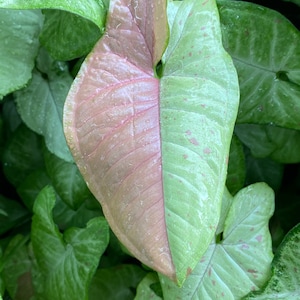 FREE Shipping—Highly variegated Confetti  - Syngonium podophyllum--pink dots variegation--Evergreen--arrowhead plant-rare -6&quot;grow pot