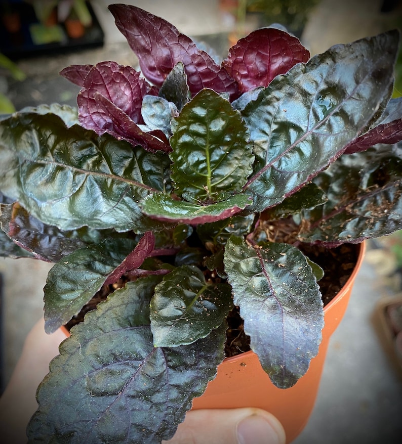 purple waffle plant purple waffle plant
