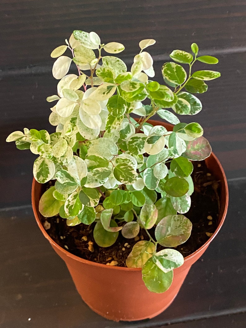 Variegated Breynia disticha Dwarf Snowbush Hawaiian Etsy