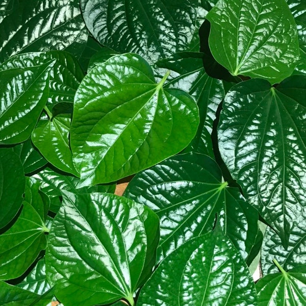 Betel leaves fresh cut --Lá Lốt --Piper sarmentosum--Piper Lolot--Wild Pepper Medicinal--Organic-Non GMO-Culinary-edible-