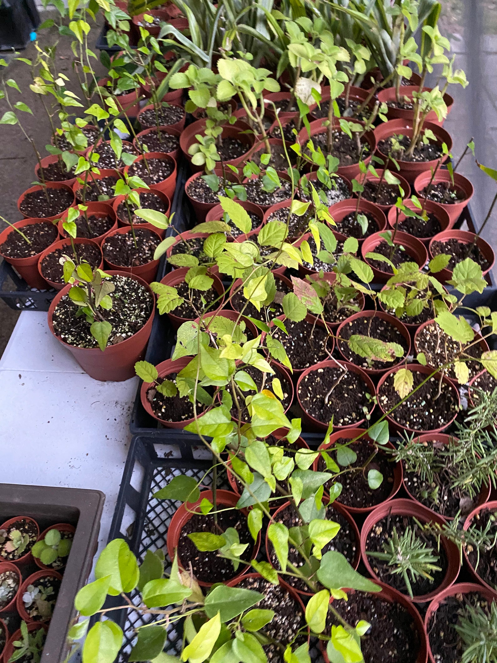 Grass jelly vineNatural jellyTiliacora triandraSương Sâm4 Etsy