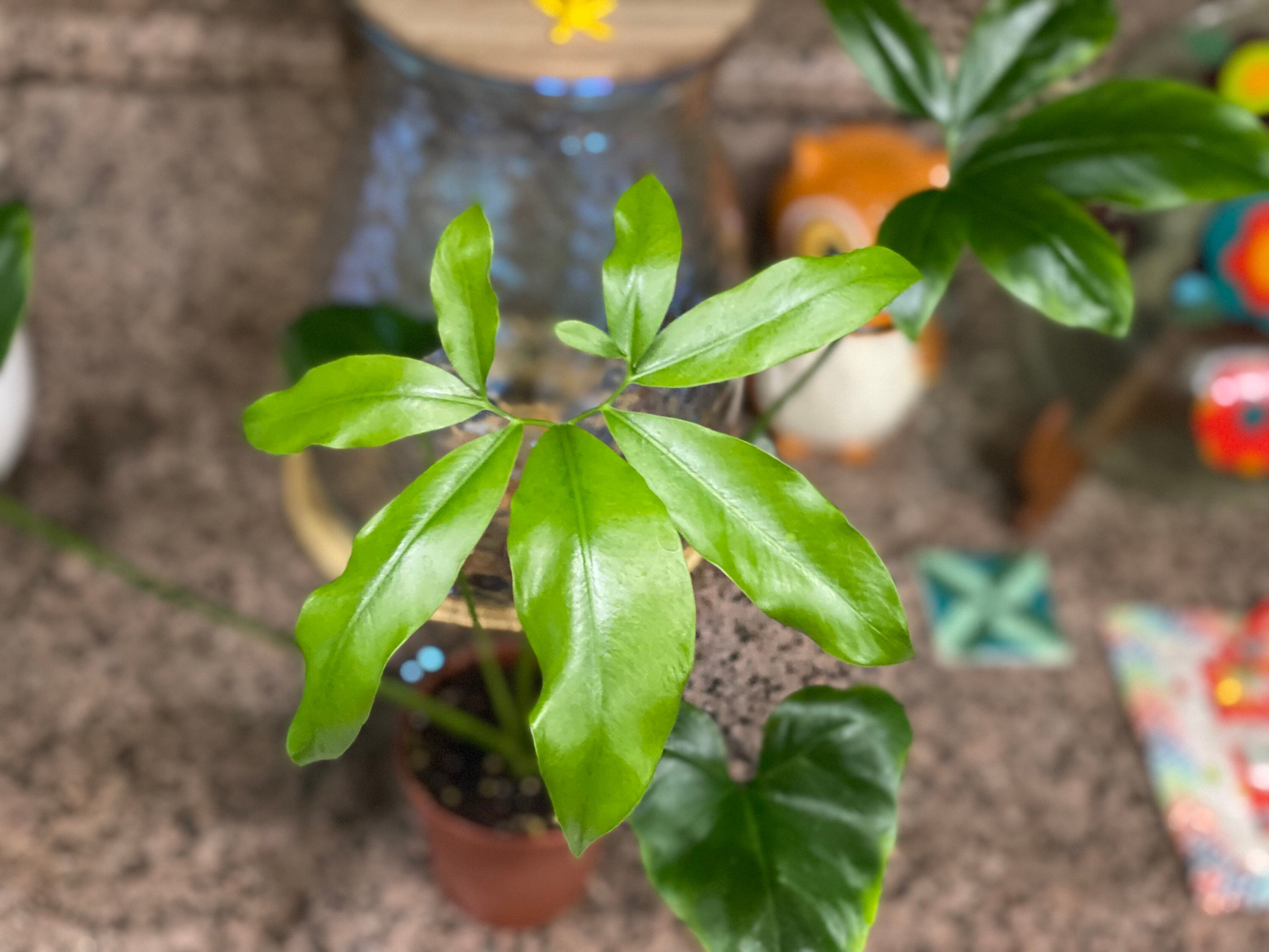 2024 SALE Philodendron Goldeii -- Fun Bun Thaumatophyllum Spruceanum --  Rare Aroid Plant --easy to Grow--tropical--4" Grow Pot--perrenials - Etsy
