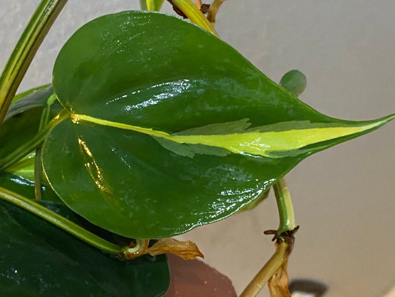 Tricolor Variegated Philodendron Brazil Brasil Etsy Singapore