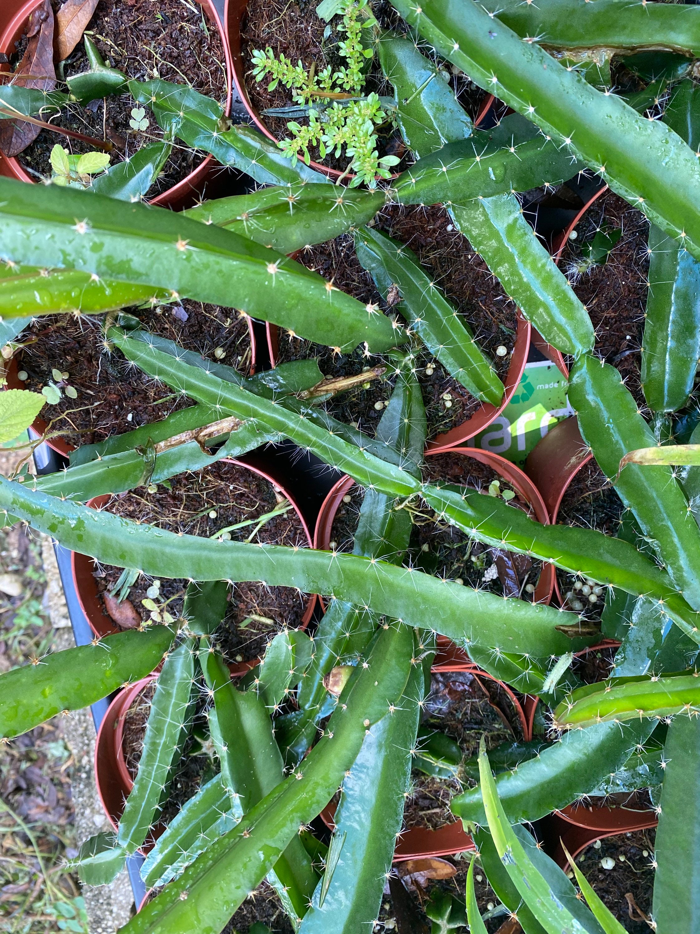 Dragon Fruit Cactus – Carlo's Plant Farm