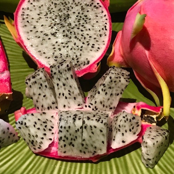 recolution calathea Calathea 'Rattlesnake' 4
