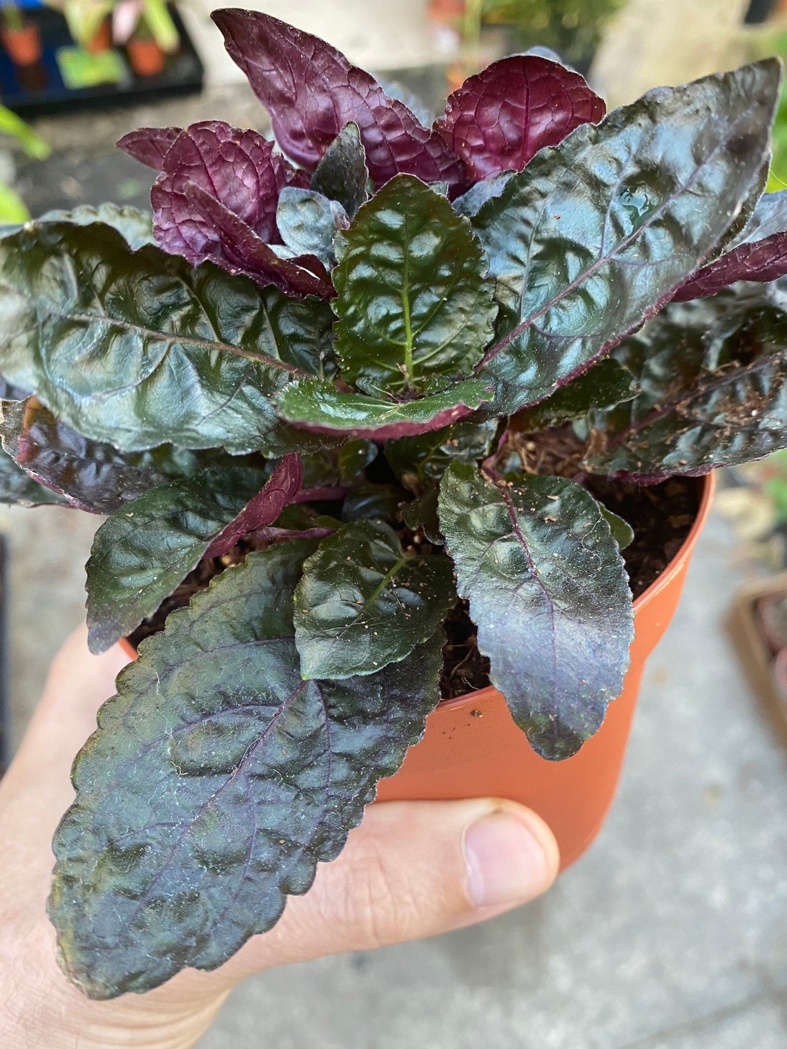 Purple Waffle Plant Hemigraphis Exotica easy to grow Etsy