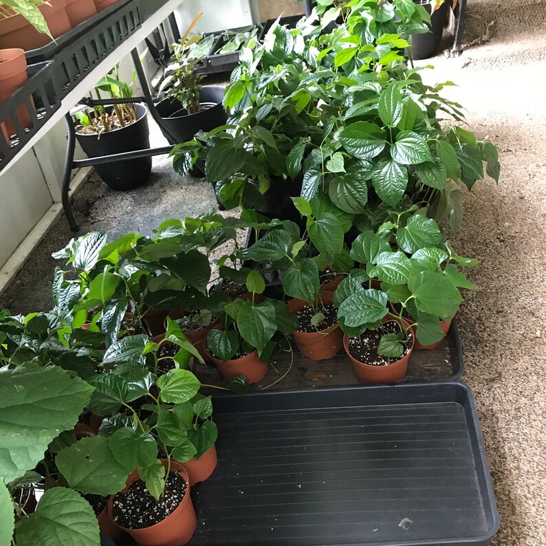 Betel Leaf plant6 LIVE potted plantLá Lốt Piper Etsy