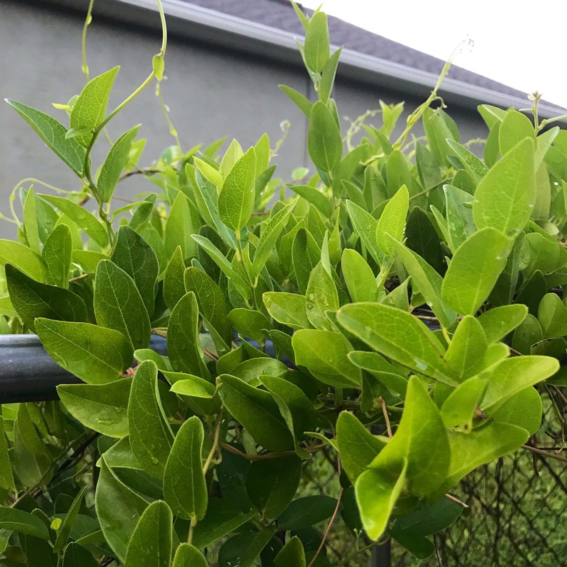 Grass jelly vineNatural jellyTiliacora triandraSương Sâm4 Etsy