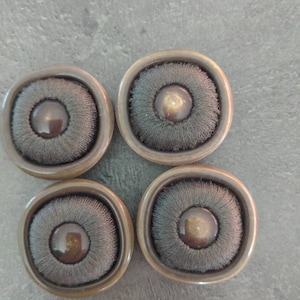 May include: Four round, bronze-colored buttons with a central, dark gray, bristled area and a shiny, brown, central button. The buttons are set against a gray background.