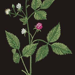Raspberry Cane - Machine Embroidery Design - Etsy