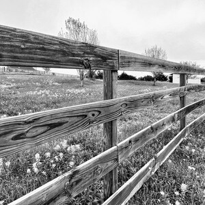 Texas Fences and Wildflowers
