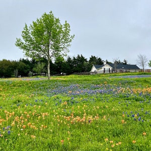 Texas Wildflower and Bluebonnet Haus