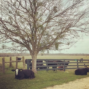 May include: A black and white cow lays down in a grassy field with a wooden fence and other cows in the background. A large tree with bare branches casts a shadow over the scene.
