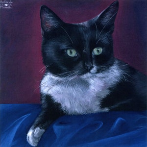 Arwen: Comandante Felino - biglietto di auguri, vuoto all'interno