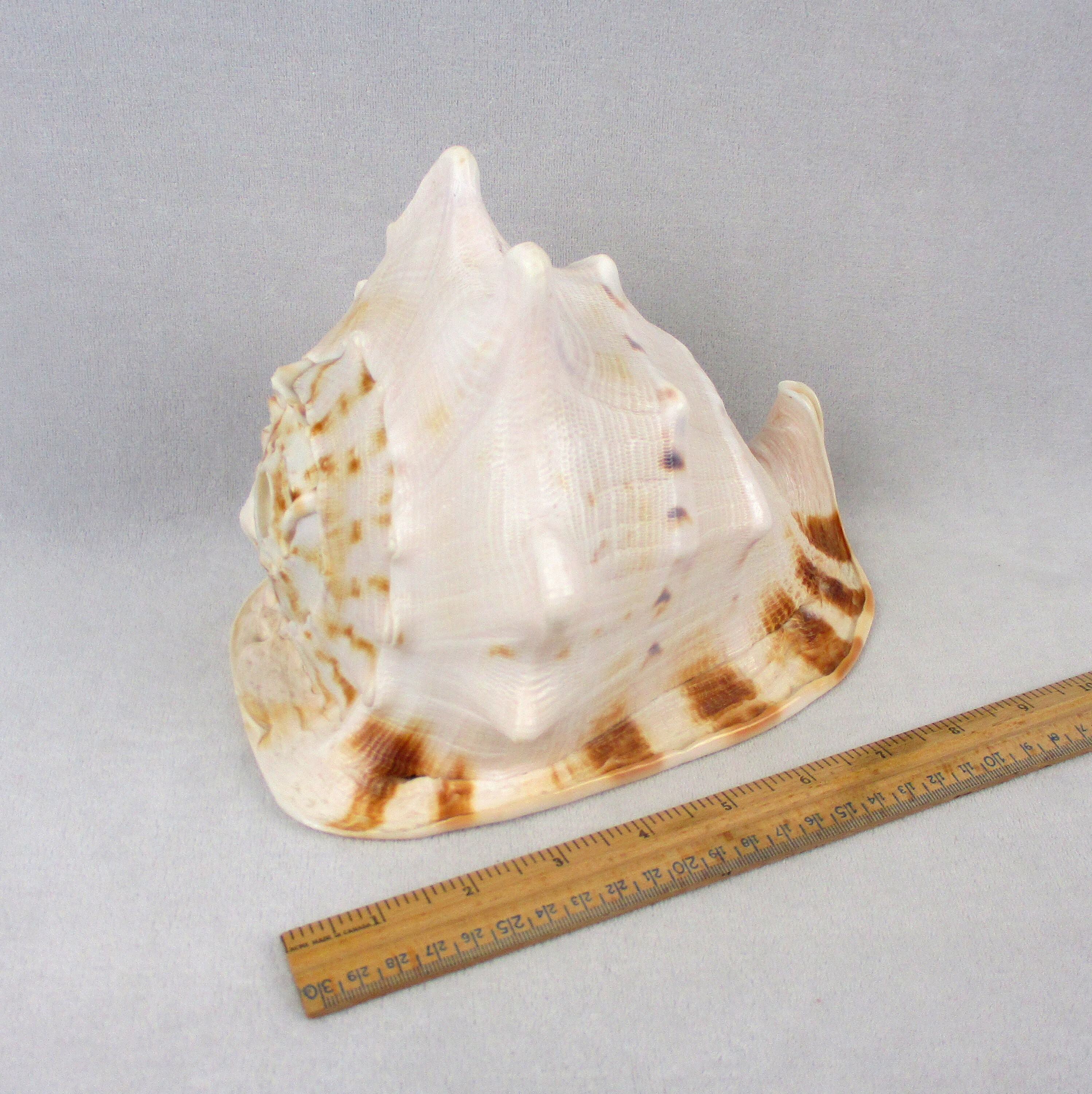 HORNED King Queen Helmet CONCH SHELL Blowing Horn Big Beautiful 10”x9