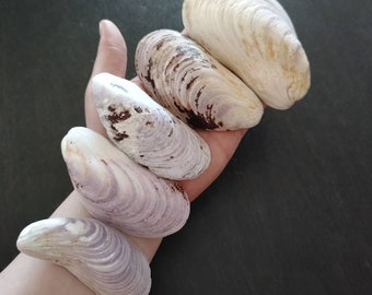 Mussel Shells || Prince Edward Island || Bulk Shells || Large Mussel Shells || Purple Shells