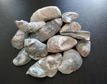Oyster Shells || Prince Edward Island || Bulk Shells || Beach Decor || Large Oyster Shells + Fragments