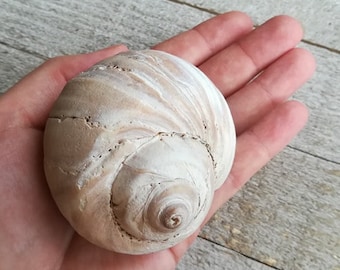 Moon Snail Shell / XLarge / Beach Found / Collectible / Prince Edward Island / Bulk Shells / Craft Supply / Beach Decor / Succulent Planter