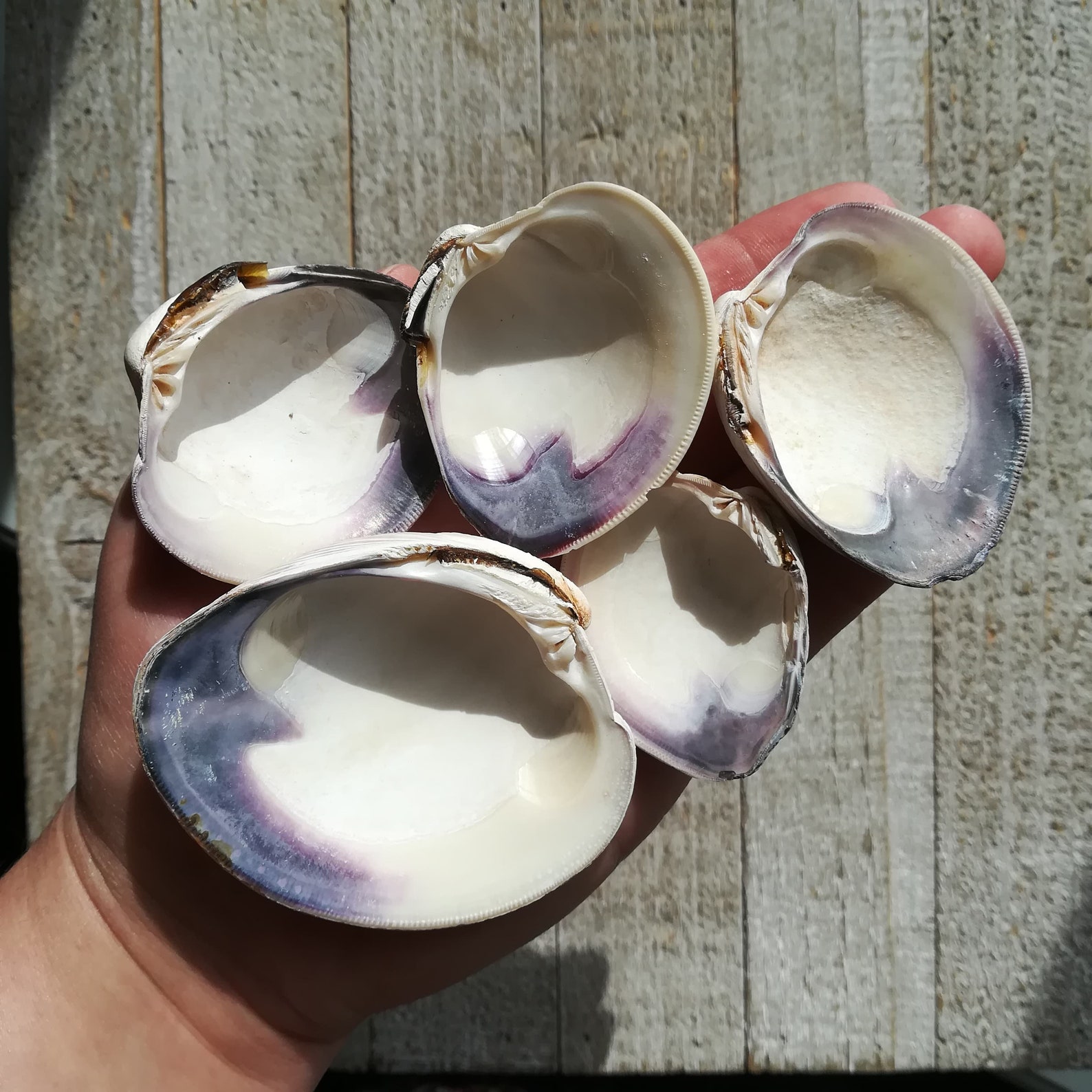 Quahog Clam Shells Wampum Purple Shell Seashells Bulk Quahog Shells
