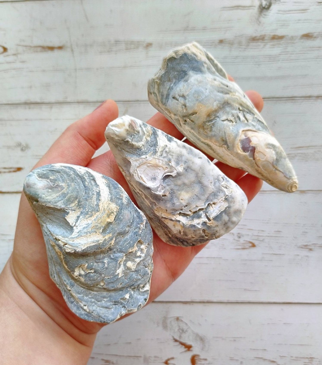 Oyster Shells Blue Shells Seashells Bulk Oyster Shells Bulk Seashells ...
