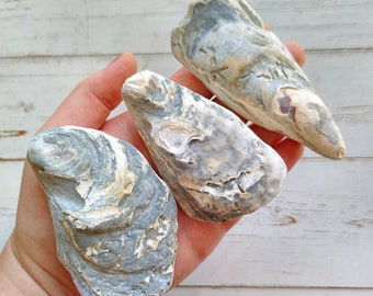 Oyster Shells || Blue Shells || Seashells || Bulk Oyster Shells || Bulk Seashells || Craft Supply || Shell || Oyster Sea Shells