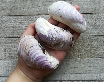 Mussel Shells / XLarge / Beach Found / Purple Mussel Shells / Seashells / Bulk Mussel Shell / Bulk Seashell / Craft Supply / Shell