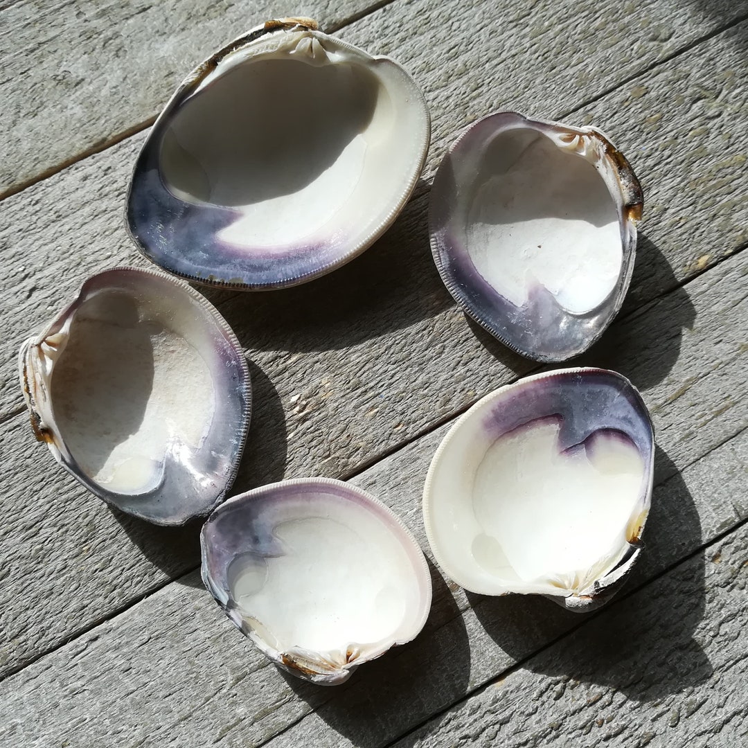 Quahog Clam Shells Wampum Purple Shell Seashells Bulk Quahog Shells