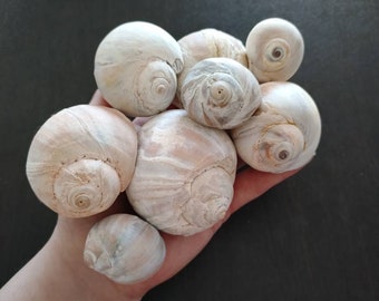 Moon Snail Shell || Prince Edward Island || Bulk Shells || Beach Decor || Succulent Planter || Moon Snails