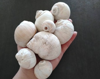 Moon Snail Shell || Prince Edward Island || Bulk Shells || Beach Decor || Succulent Planter || Moon Snails
