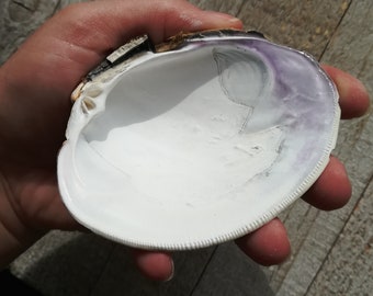 Quahog Clam Shells | Wampum | Purple Shell | Seashells | Bulk Quahog Shells | Bulk Seashells | Craft Supply | Shell | Wampum Sea Shells | XL