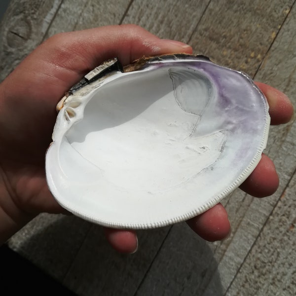 Quahog Clam Shells | Wampum | Purple Shell | Seashells | Bulk Quahog Shells | Bulk Seashells | Craft Supply | Shell | Wampum Sea Shells | XL