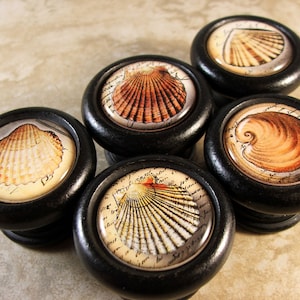 May include: Set of six black cabinet knobs with white and brown seashell designs. Each knob features a different seashell with intricate details and handwritten text.