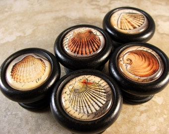 Sea Shell Decorative Cabinet Knobs...Price is for 1 Knob (Discount Quantities Available)