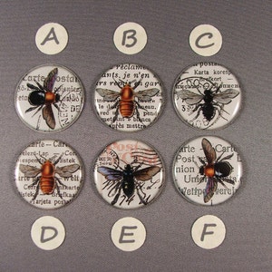 Op de afbeelding: Zes ronde glazen cabochons met zilveren instellingen, elk met een andere vintage-bijillustratie op een achtergrond van oude tekst. De bijen zijn zwart, bruin en oranje met witte accenten.