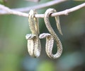 4mm / 6 ga. King Cobra,  brass or silver plated brass ear weights . price per pair. product logo