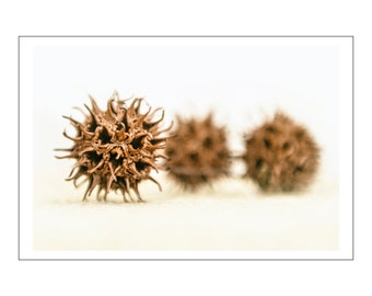 Sweetgum Balls, Digital Photograph on Fine Art Paper