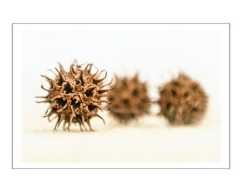 Photograph on Fine Art Paper - Sweetgum Balls
