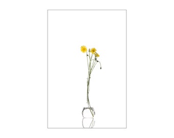 Dandelions On White - Digital Photography on Canvas