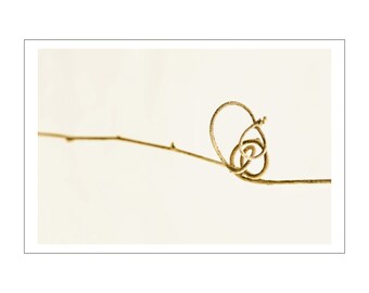 May include: A sepia-toned photograph of a delicate, curling tendril. The tendril, with its intricate loops and spirals, is attached to a thin, brown stem. The background is a soft, off-white color, highlighting the natural form.