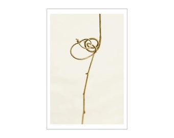 Vine 1, Digital Photograph on Fine Art Paper