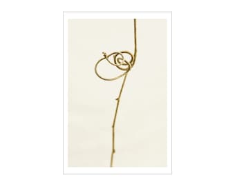 Photograph on Fine Art Paper - Vine 1