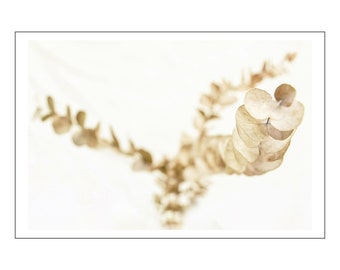 Photograph on Fine Art Paper - Eucalyptus