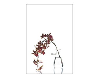 Photograph on Fine Art Paper - Red Orchid on White